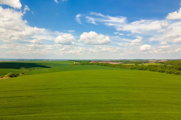 Luftaufnahme Von Grün Bewirtschafteten Landwirtschaftlichen Feldern Mit Wachsenden Pflanzen Hellen — Stockfoto