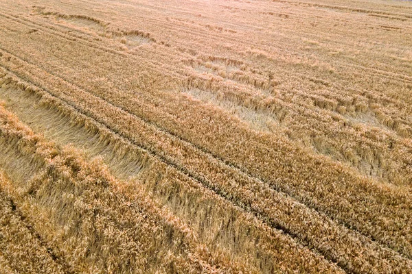 Luftaufnahme Eines Zur Ernte Bereitstehenden Reifen Farmfeldes Mit Umgestürzten Von — Stockfoto