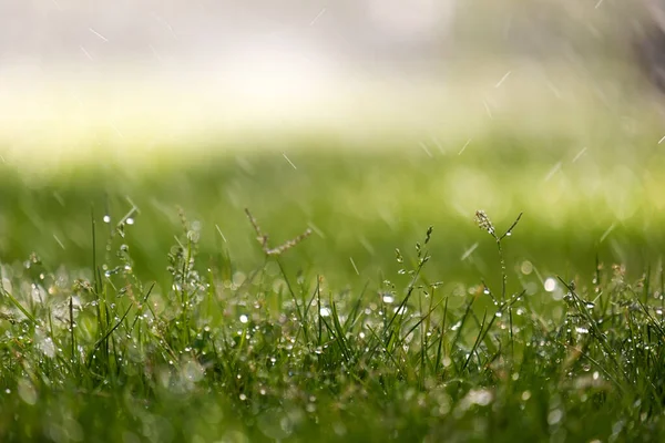 Großaufnahme Von Regentropfen Die Sommer Auf Das Grüne Gras Fallen — Stockfoto