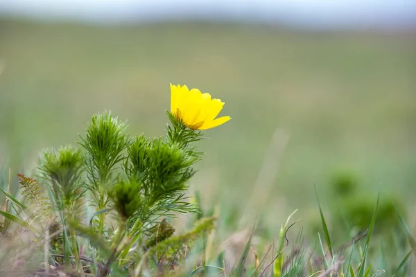 Primer Plano Pequeña Flor Silvestre Amarilla Floreciendo Campo Primavera Verde — Foto de Stock