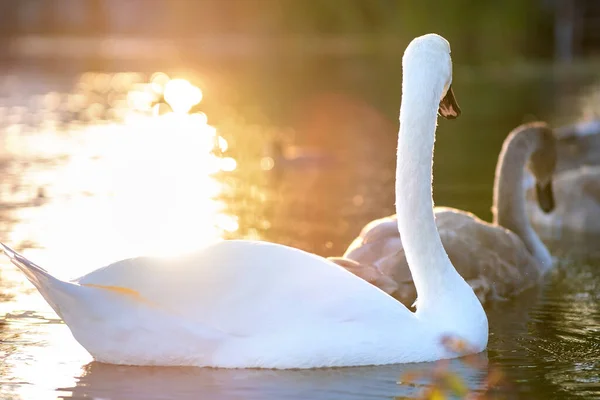 White beautiful swan swimming on lake water in summer.