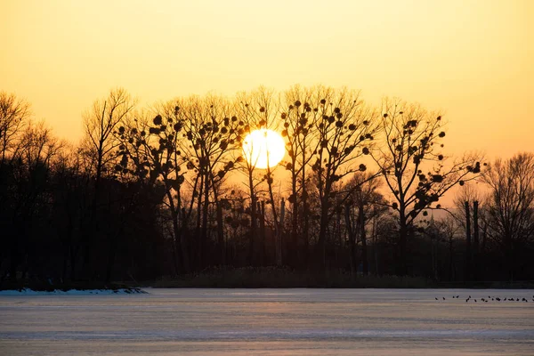 ブラックベイトの木の後ろに明るい黄色の夕日 — ストック写真