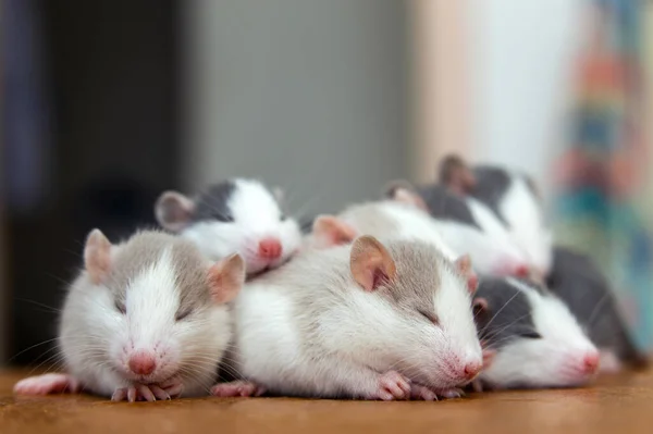 Muitos Pequenos Ratos Engraçados Aquecendo Juntos Cima Outro — Fotografia de Stock