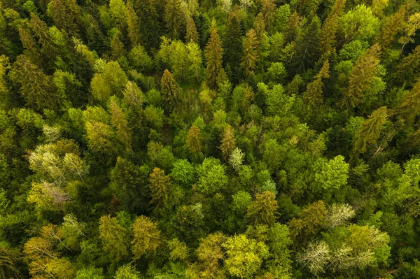 stock image Aerial view of dark mixed pine and lush forest with green trees canopies.