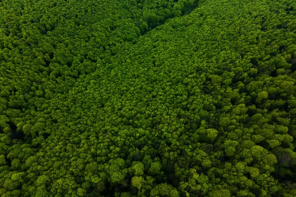 Vista Aérea Pinho Misto Escuro Floresta Exuberante Com Copas Árvores — Fotografia de Stock