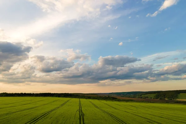 Luftaufnahme Von Grün Bewirtschafteten Landwirtschaftlichen Feldern Mit Wachsenden Pflanzen Hellen — Stockfoto