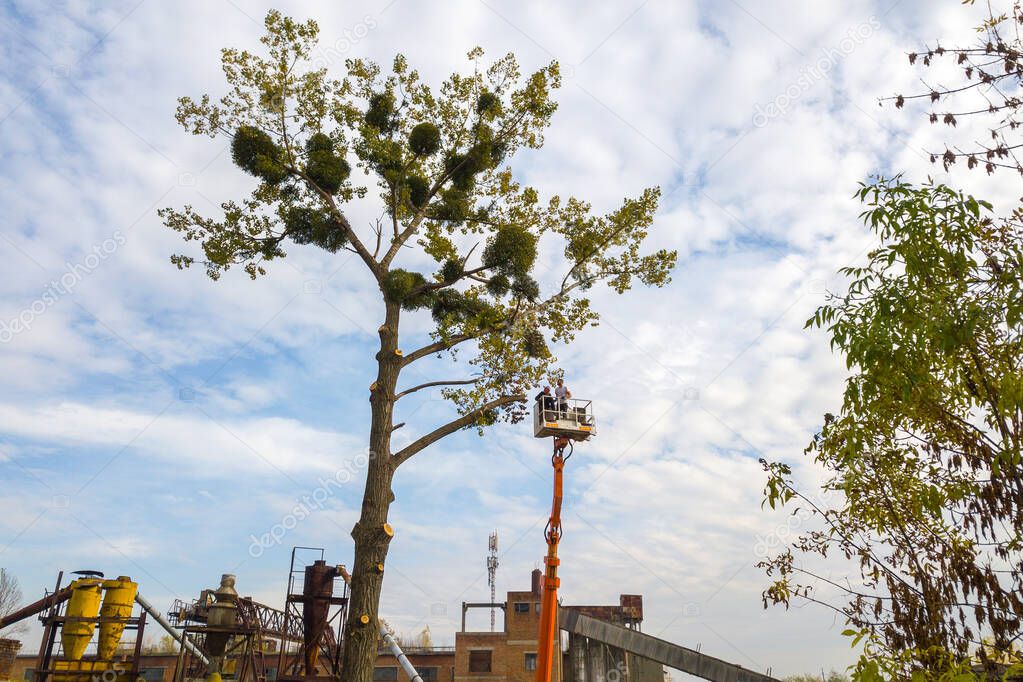 Two service workers cutting down big tree branches with chainsaw from high chair lift crane platform. Deforestation and gardening concept.