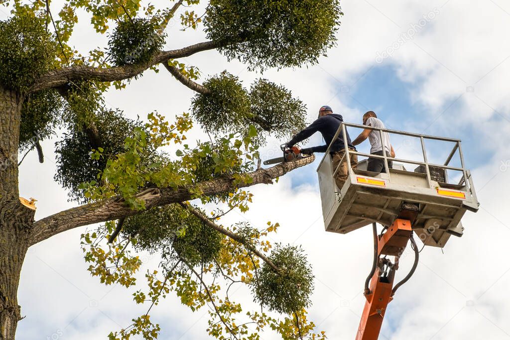 Two male service workers cutting down big tree branches with chainsaw from high chair lift platform.