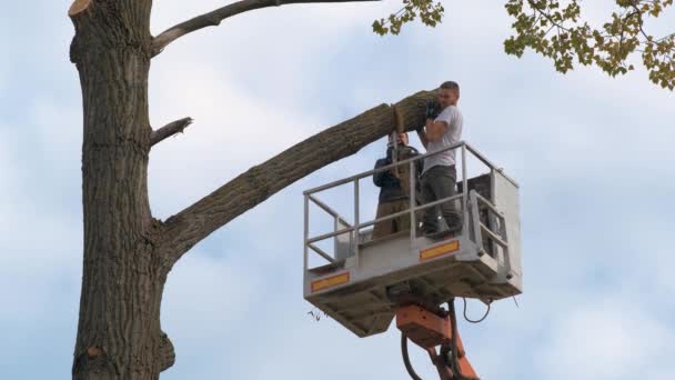 Dva Pracovníci Mužské Služby Řežou Velké Větve Stromů Řetězovou Pilou — Stock video