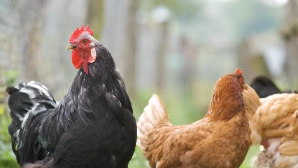 Galinhas Alimentando Tradicional Celeiro Rural Fechem Galinha Celeiro Conceito Criação — Vídeo de Stock