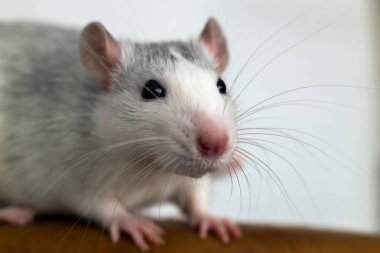 Uzun bıyıklı komik beyaz evcil farenin yakın çekimi..