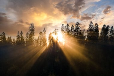 Spruce ormanındaki koyu yeşil çam ağaçlarının hava manzarası sisli sonbahar dağlarında gün doğumu ışınları ile parlıyor..