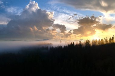 Huysuz ladin ormanlarında koyu yeşil çam ağaçları. Güneşin doğuşu sisli sonbahar dağlarında dalların arasından ışıldıyor..