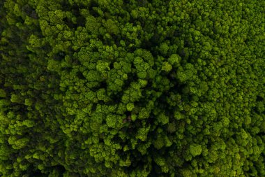 Koyu renkli çam ve yemyeşil ağaçlı yemyeşil orman manzarası.