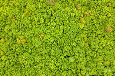 Yeşil yaz ormanlarının yukarıdan görünüşü ve pek çok taze ağaç tepe örtüsü..