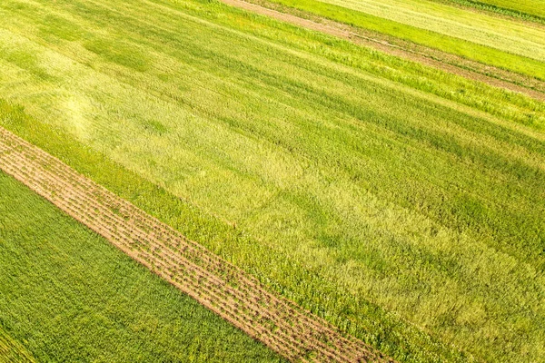 暖かい晴れた日に種を蒔いた後の新鮮な植生を持つ春の緑の農地の空中ビュー — ストック写真