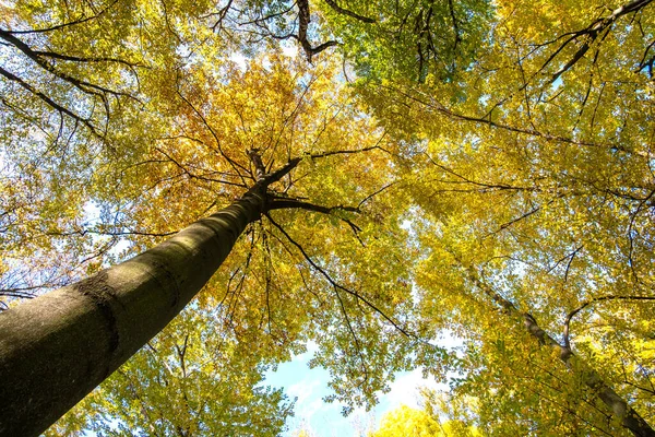 Perspektiva Shora Nahoru Pohled Podzimní Les Jasně Oranžovými Žlutými Listy — Stock fotografie