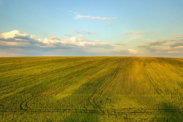 Letecký Pohled Jasně Zelené Pole Zemědělské Farmy Rostoucí Řepkové Rostliny — Stock fotografie