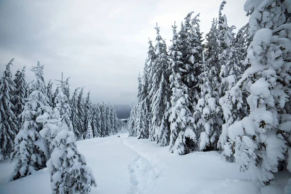 Moody Paisagem Inverno Floresta Abeto Coberto Com Neve Branca Profunda — Fotografia de Stock