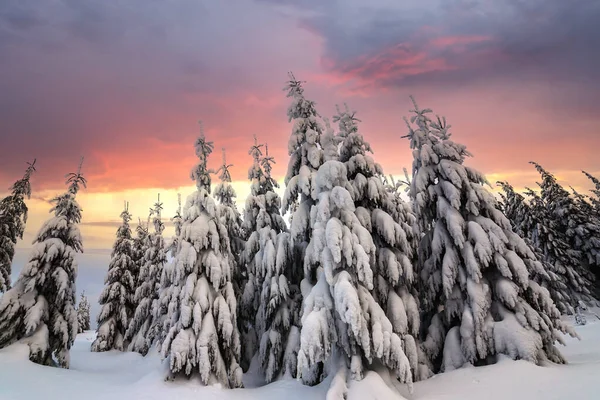 Güzel Kış Dağ Manzarası Kış Ormanlarında Karla Kaplı Uzun Ladin — Stok fotoğraf