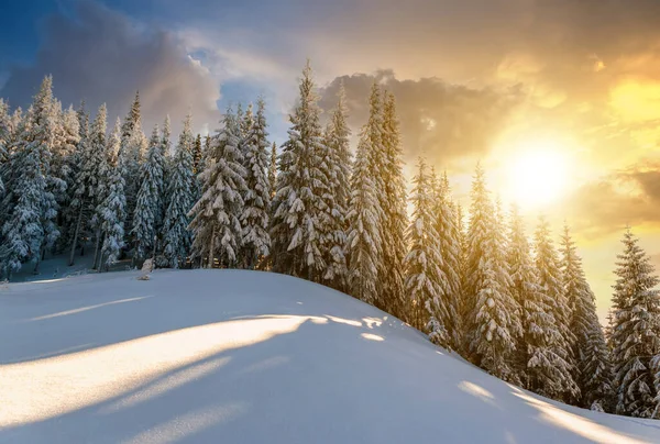 Floresta Pinheiros Coberta Neve Com Altas Árvores Abeto Paisagem Montanhas — Fotografia de Stock