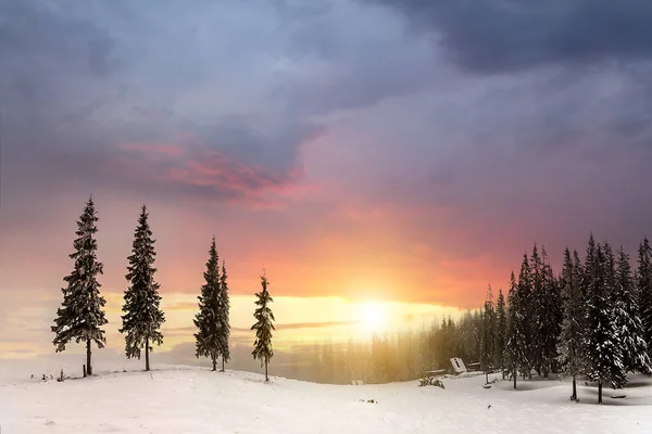Прекрасний Зимовий Гірський Пейзаж Високі Темно Зелені Ялинки Покриті Снігом — стокове фото
