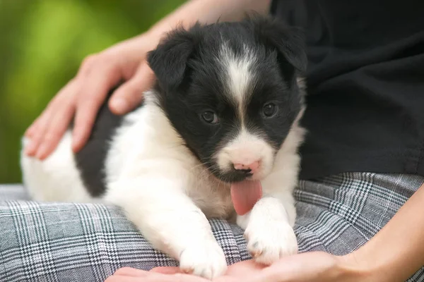 Close Woman Holding Small Puppy Her Lap — Stock Photo, Image