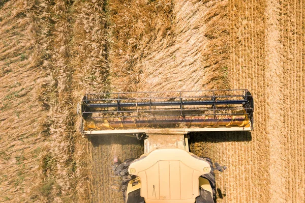 Aerial View Combine Harvester Harvesting Large Ripe Wheat Field Agriculture — Stock Photo, Image