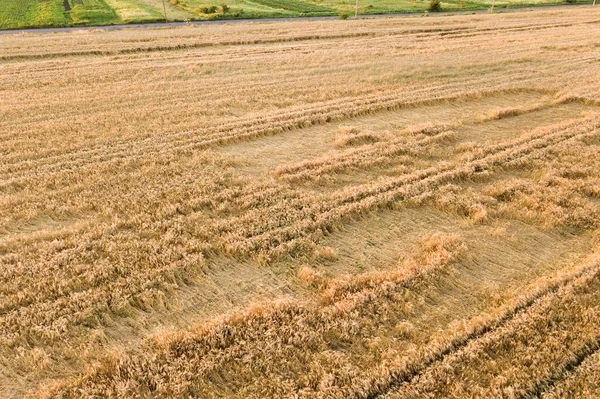 Aerial View Ripe Farm Field Ready Harvesting Fallen Broken Wind — Stock Photo, Image