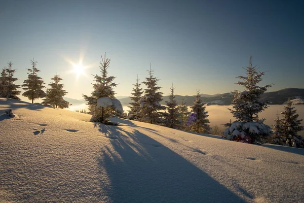 Paisagem Inverno Incrível Com Pinheiros Floresta Coberta Neve Montanhas Frias — Fotografia de Stock