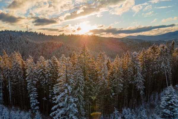 Зимний Пейзаж Распыляющимися Деревьями Заснеженных Лесов Холодных Горах — стоковое фото