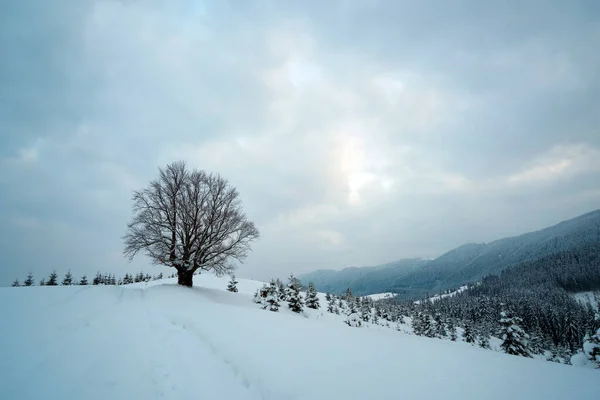 Soğuk Kasvetli Bir Günde Kışın Dağlık Ormanda Patika Izleri Yağan — Stok fotoğraf