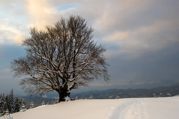 Paesaggio Invernale Fangoso Con Albero Nudo Scuro Coperto Con Campo — Foto Stock