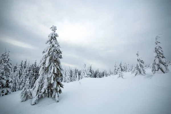 Moody Winter Landscape Spruce Forest Cowered Deep Snow White Cold Stock Image