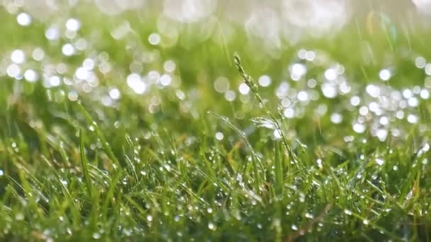 Closeup Rain Droplets Falling Green Grass Summer — Stock Video