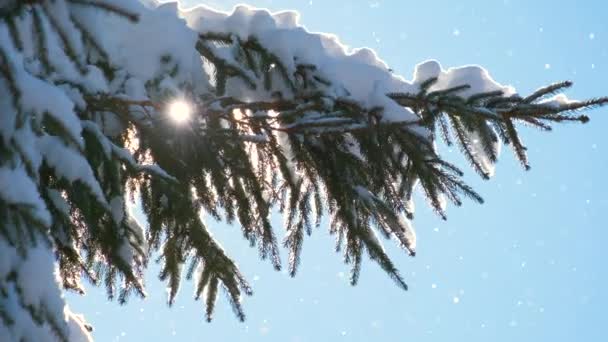 Close Van Dennenbomen Takken Bedekt Met Verse Gevallen Sneeuw Winter — Stockvideo