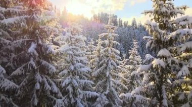 Gün doğumunda soğuk dağlarda kardan çam ağaçlarıyla kaplı hava manzarası.