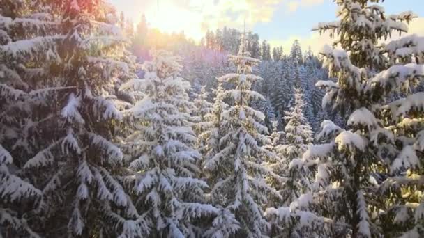 Paesaggio Invernale Aereo Con Pini Foresta Innevata Montagne Fredde All — Video Stock