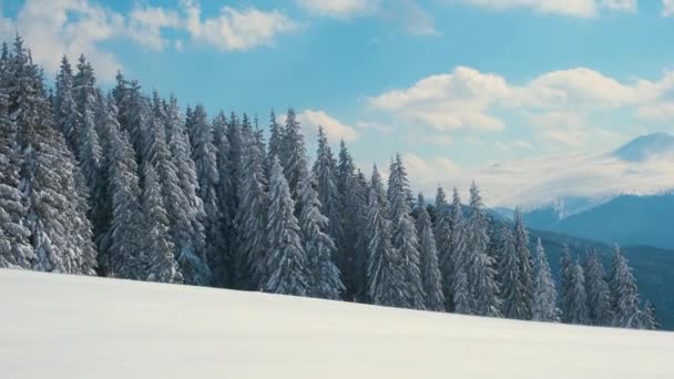 Pini Sempreverdi Ricoperti Neve Fresca Caduta Nella Foresta Montana Invernale — Video Stock