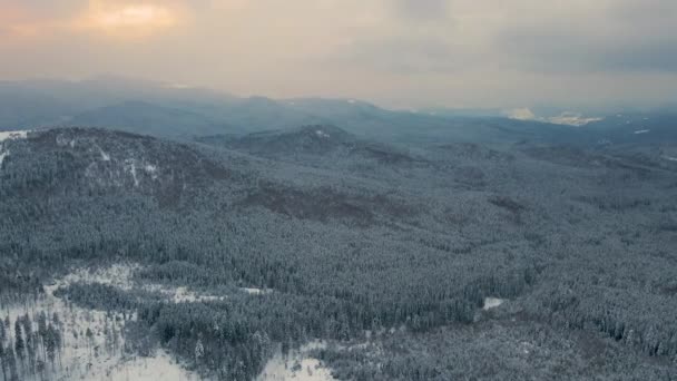 Paisagem Aérea Inverno Com Árvores Spruse Floresta Coberta Neve Montanhas — Vídeo de Stock