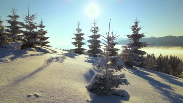 Incredibile Paesaggio Invernale Con Pini Foresta Innevata Montagne Fredde All — Video Stock