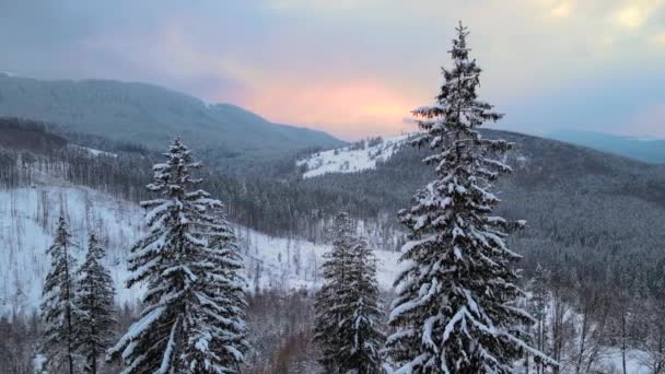 Paisagem Inverno Incrível Com Pinheiros Floresta Coberta Neve Montanhas Nebulosas — Vídeo de Stock