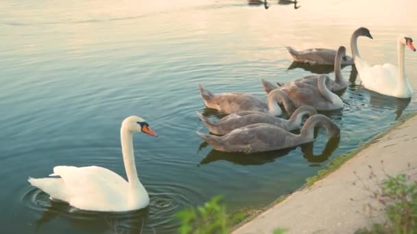 Beyaz Gri Kuğular Yazın Göl Suyunda Huzur Içinde Yüzerler — Stok video