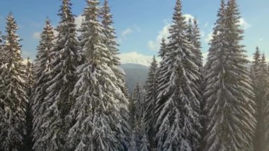 Soğuk ve aydınlık bir günde kış ormanlarında düşen taze karla kaplı yüksek çam ağaçlarının havadan görünüşü..