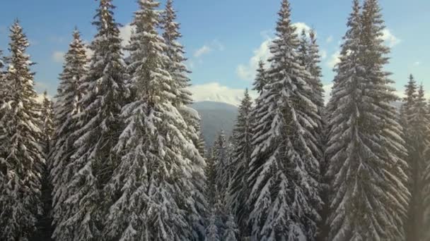 寒冷晴朗的冬日 空中俯瞰高山森林中覆盖着新落雪的高大松树 — 图库视频影像