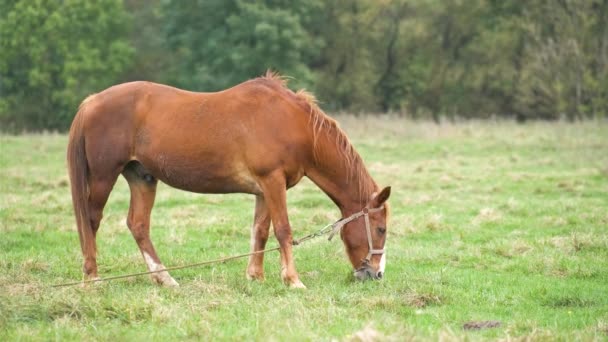 Piękny Kasztanowy Koń Wypasający Się Letnim Polu Zielone Pastwisko Żywieniem — Wideo stockowe