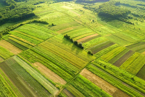 Widok Lotu Ptaka Zielone Pola Uprawne Wiosną Świeżą Roślinnością Sezonie — Zdjęcie stockowe