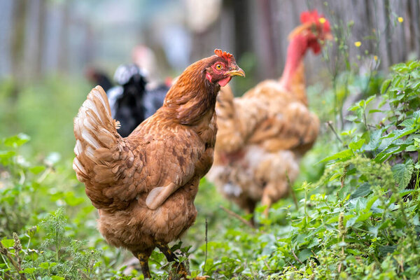 Hens feeding on traditional rural barnyard. Close up of chicken on barn yard. Free range poultry farming concept.