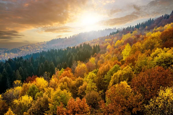 緑のスプルースの木のキャノピーと秋の山の中でカラフルな黄色の緑豊かなキャノピーと鬱蒼とした松林の上からの眺め日没 — ストック写真
