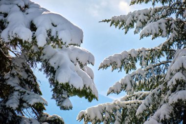 Soğuk ve aydınlık bir günde kış ormanlarında çam ağaçlarının dalları karla kaplıdır..